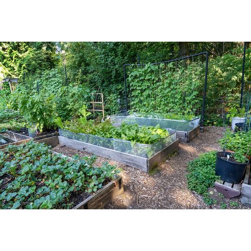 Horton, Janet 아티스트의 Raised garden beds in a community garden containing strawberries-Chioggia beets-lettuce and pole be작품입니다.